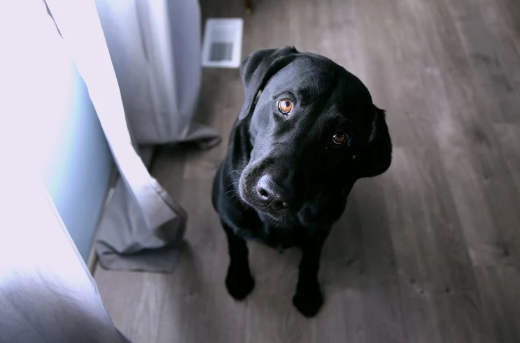 Illustration de l'article : 10 races de chiens considérées comme les plus enclines à l'apprentissage